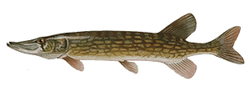 Chain Pickerel