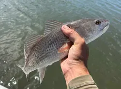 Redfish Fishing in Crystal River: Seasonal Patterns, Top Locations & Expert Tips